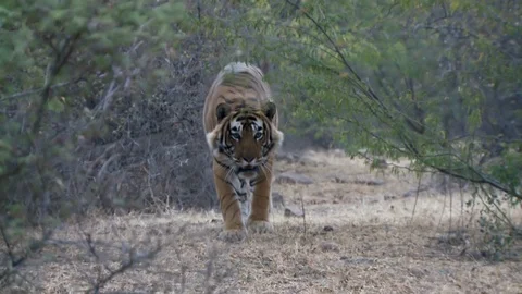 Tiger Snarling Stock Footage 112980701