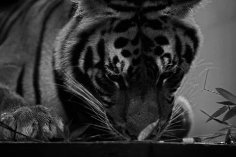 Tiger Sniff Stock Photos