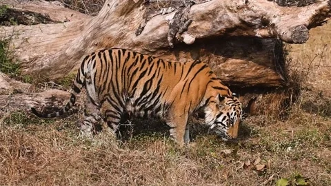 Tiger sniffing around a dead tree in Tadoba national park Stock Footage 330399545