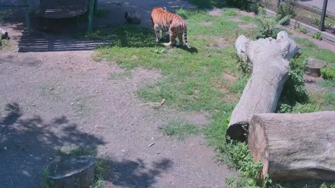 Tiger sniffing the grass Stock Footage 157157631