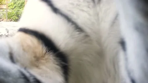 Tiger sniffs and tries to lick the camera Stock Footage 164049982