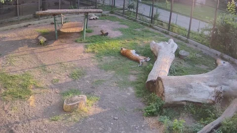 The tiger sniffs the back on the grass in the cage Video stock 158160652