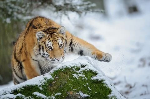 Tiger on snow before attack 스톡 사진