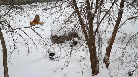 Tiger in the snow Vidéo 1018327
