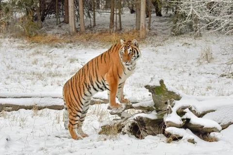 Tiger in the Snow with Front Paws up on a Fallen Log in Winter Stock Photos