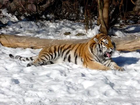 Tiger on snow Stock Photos
