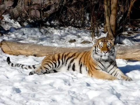 Tiger on the snow Stock Photos