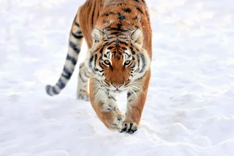 Tiger in snow Stock Photos