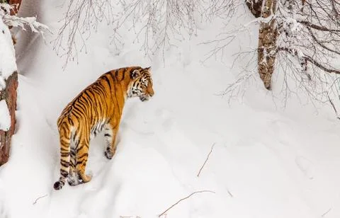 Tiger in the snow Stock Photos