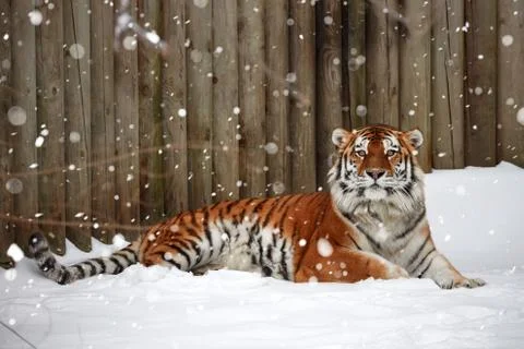 Tiger on the snow Stock Photos