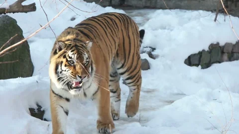 Tiger in the snow, predator in winter, slow motion Stockbeeldmateriaal 146317682