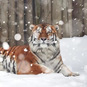 Tiger on the snow. snowfall Stock Photos