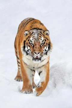 Tiger in a snow on winter background Stock-Fotos