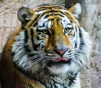 This tiger is so cute Stock Photos