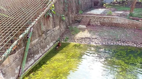 A tiger is soaking in a pond Stock Footage 289626932