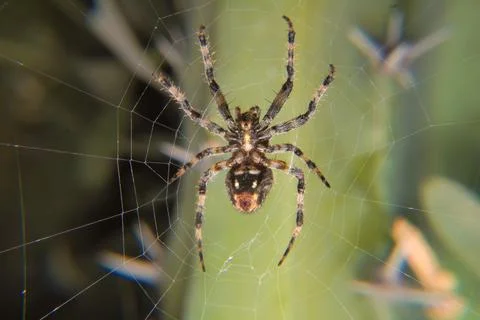 Tiger spider in his web with copyspace Stock Photos