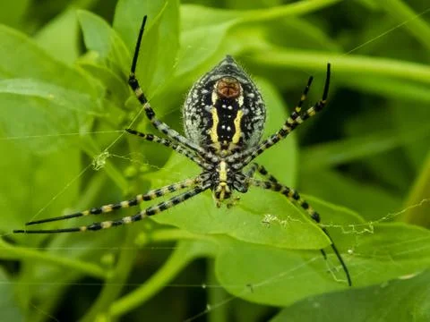 Tiger spider Foto stock