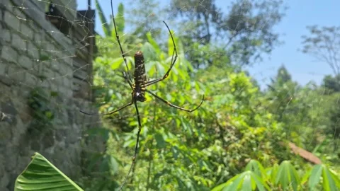 "Tiger Spider on Web in Tropical Forest – Macro Wildlife 4K Footage" Stock Footage 317944117