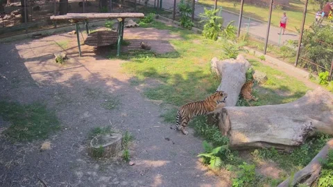A tiger spies on another tiger while he rests on the lawn Stock Footage 157493952