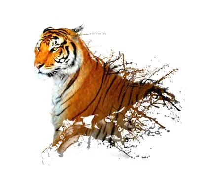 Tiger splashes イラスト素材