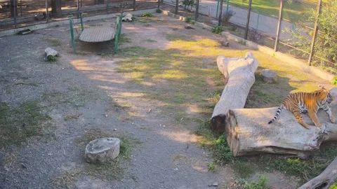 Tiger sprawled on a log Stock Footage