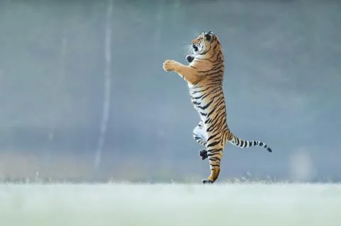 Tiger standing on back paws. Not typicall pose for big cat. Dancing tiger. Amur 스톡 사진