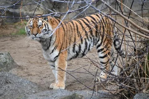 Tiger standing behind bush Stock Photos