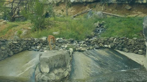 Tiger Standing on a Big Stone Stockbeeldmateriaal 56594087