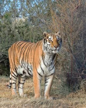 Tiger standing in the Brush Stock Photos