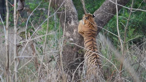 Tiger standing on its hindlegs with support of a tree in Satpura national  Vídeo Stock 334117642