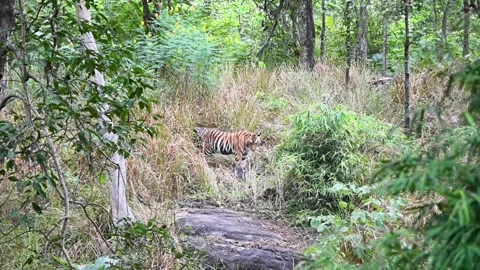 Tiger standing in the midst of the greenery in Pench national park Stock Footage 293315488