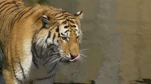 Tiger standing next to River licking his Lips and Disapears Video stock 134654791