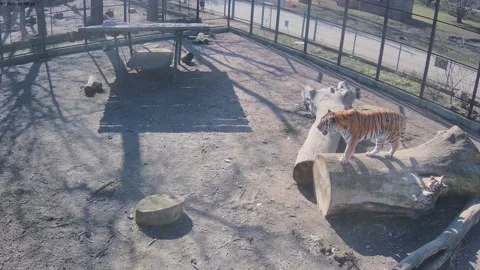 The tiger is standing on a tree Stock Footage 150808454