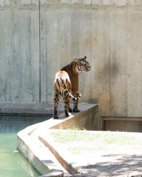 Tiger standing on a wall Stock Photos