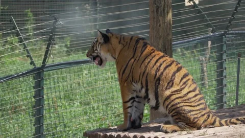 Tiger standing in Zoo Stock Footage 156010326