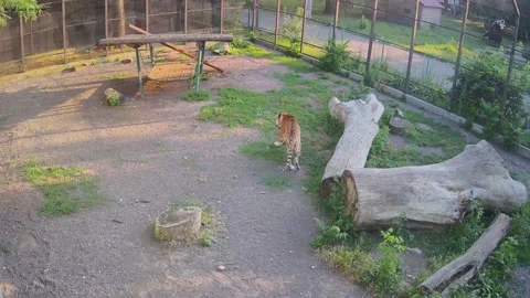 The tiger stands with its front paws on a log and observes people Stock Footage 156493154