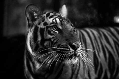 Tiger Stare Stock Photos