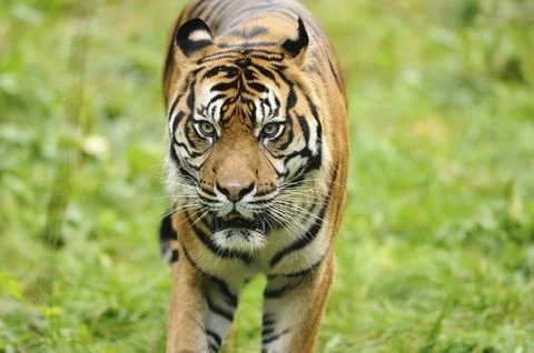 Tiger staring intensely while roaming through grass, Sumatran tiger (Panthera Stock Photos