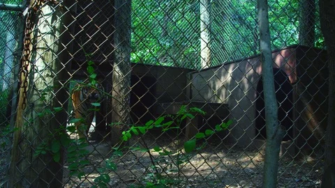 Tiger steps out in Shadows Stock Footage 107646589