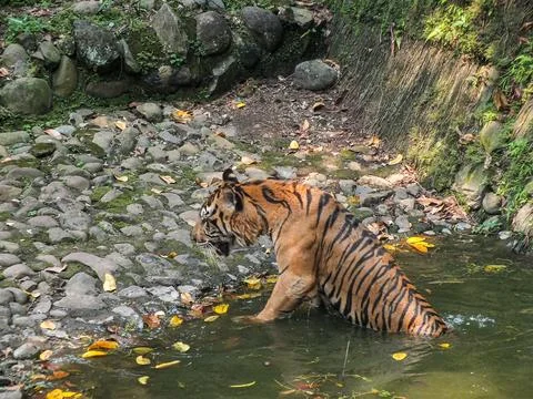 A tiger steps out of a stream, its wet fur glistening under the daylight. Stock Photos