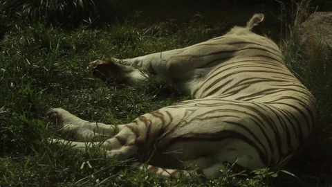 Tiger stretch lazily Stock Footage 80789253