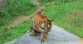 Tiger Stretching HD Footage