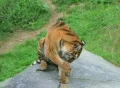 Tiger Stretching Footage