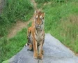 Tiger Stretching SD Footage