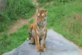 Tiger Stretching Footage