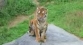 Tiger Stretching HD Footage
