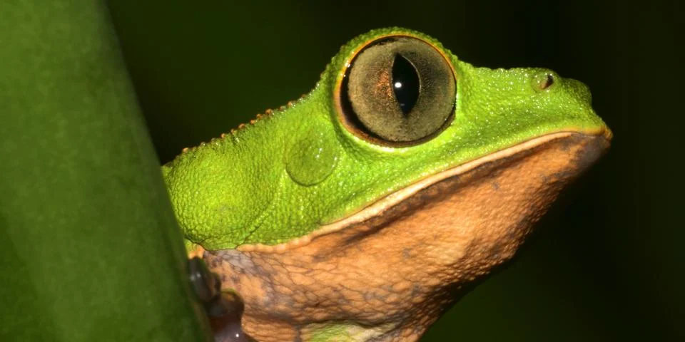 Tiger-Striped Leaf Frog, Amazonia, Ecuador Stockfoto's