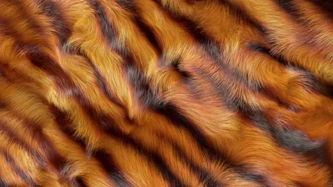 Tiger Stripes Fur Texture Stock Footage 169235984