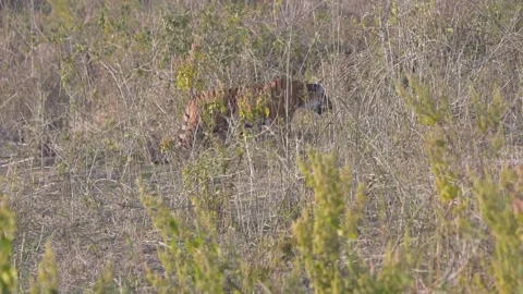 Tiger strolling amidst the tall grass in the jungle Stock Footage 240621014