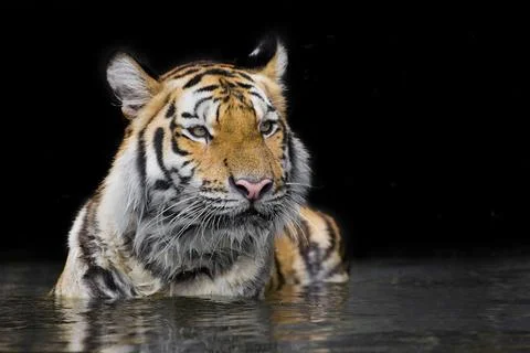 Tiger Sumatran 스톡 사진